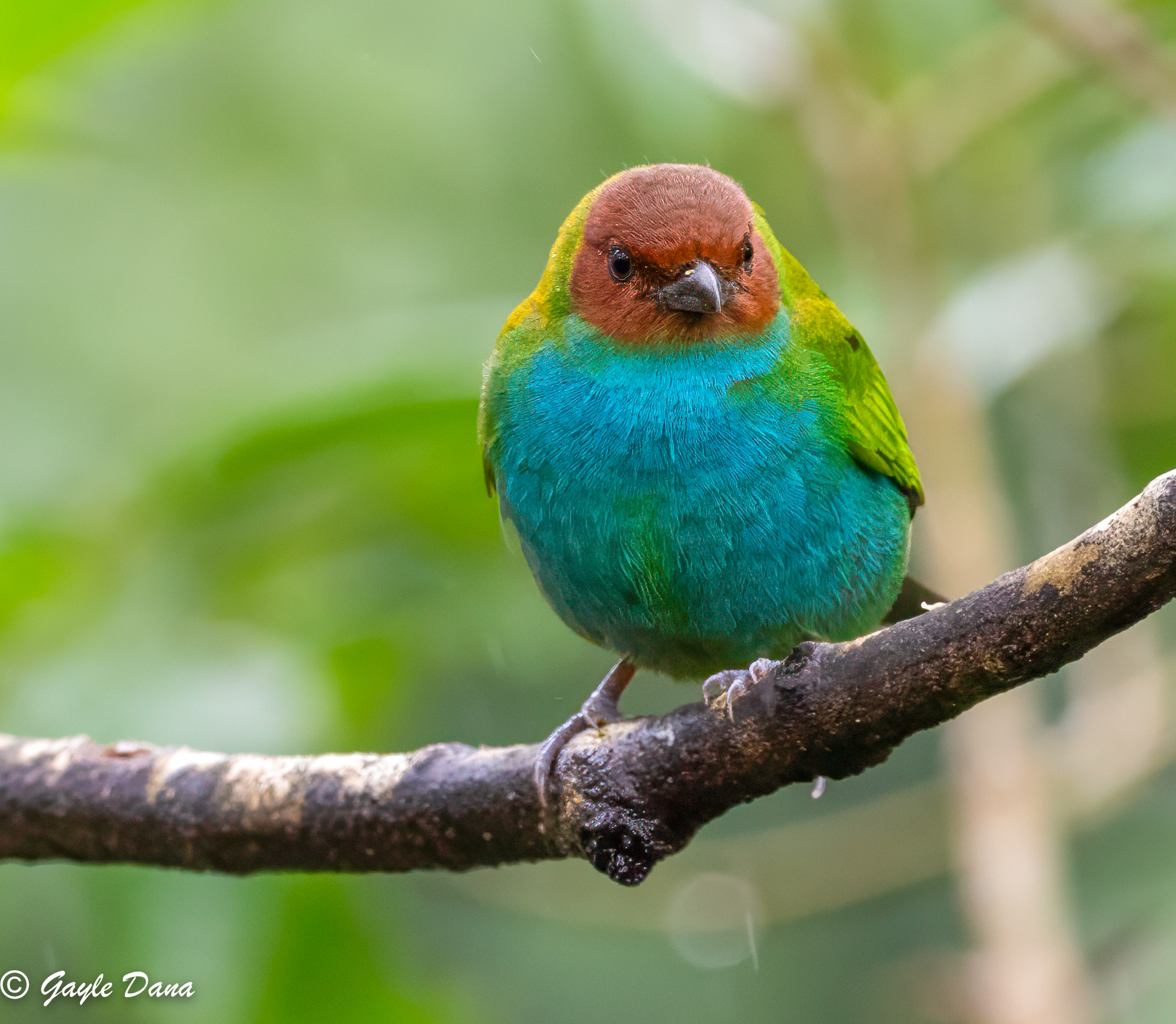 Tanagers